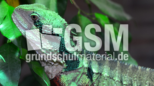 Australische Wasseragame (3).jpg